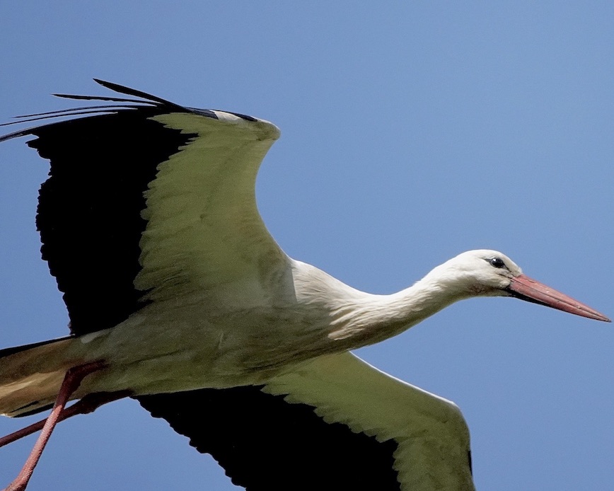 white stork